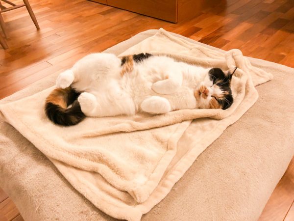 たっぷり寝るって大事。家族にも優しくできるし仕事も捗る