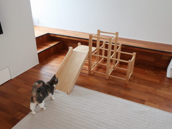 猫 スコティッシュフォールド シンプルインテリア