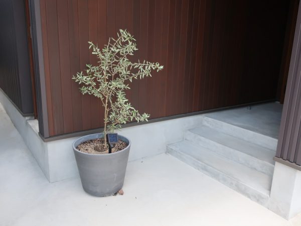 玄関 オリーブ 鉢植え