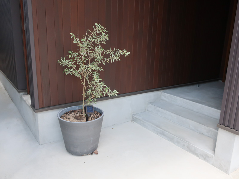 玄関　オリーブ　鉢植え