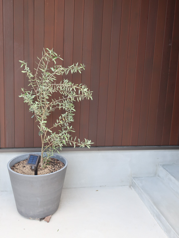 玄関ポーチ　オリーブの鉢植え