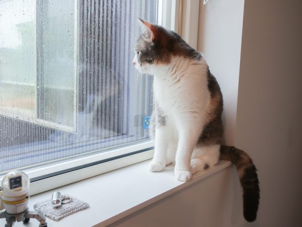 窓辺の猫