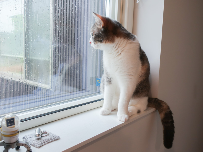窓辺の猫　雨の日も結構好き