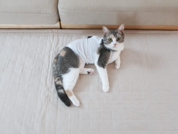 猫 避妊手術