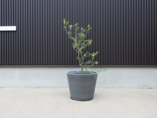 オリーブ 鉢植え