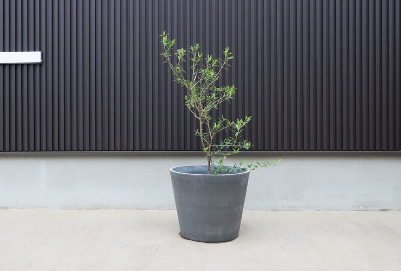 《わが家のグリーンたち》オリーブを小さい鉢に植え替えました オリーブ 鉢植え