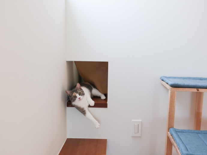 スコティッシュフォールド 三毛猫