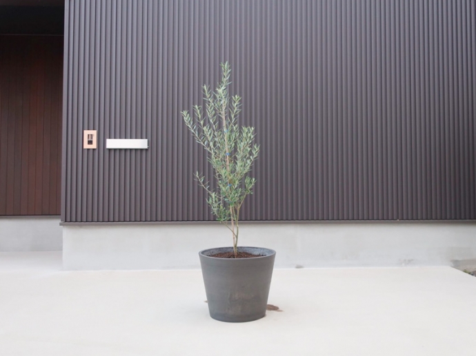 鉢植えオリーブの木