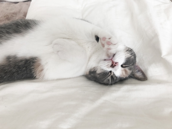 落ち着け。焦るな。自分のペースで。猫のように