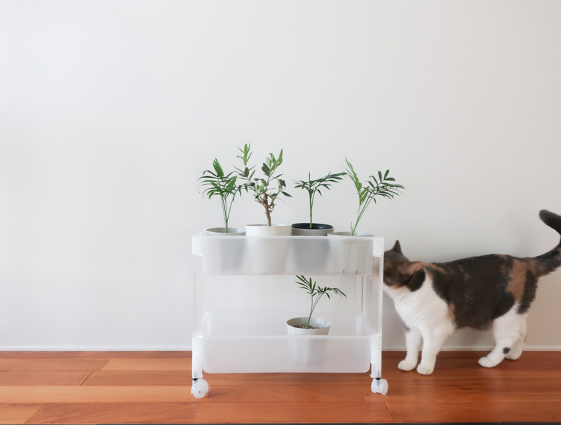 猫と観葉植物